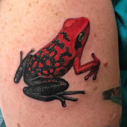 Tatuaggio Rana Tatuaggio Rana: Significato, Idee e Foto - Tatuaggio.co